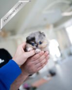 THOR - MALE (PURCHASED by TOMMY)