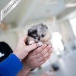 THOR - MALE (PURCHASED by TOMMY)