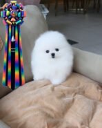 SNOW BALL - FEMALE (PURCHASED by JIAYING) - Image 3