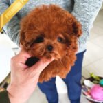 ZIGGY - FEMALE (PURCHASED by LIZA)