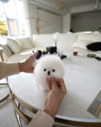 ASPEN - MALE (PURCHASED by AHMED)