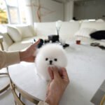 ASPEN - MALE (PURCHASED by AHMED)