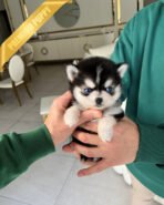 JACKSON - MALE (PURCHASED by ALMA)