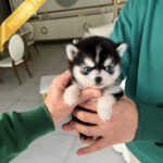 JACKSON - MALE (PURCHASED by ALMA)