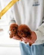 CHARLOTTE & BIANCA - FEMALE - Image 4