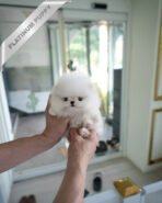 KYLE - MALE (PURCHASED by LEIRE) - Image 4