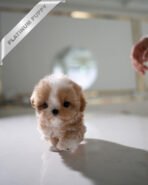 PUFFY - FEMALE (PURCHASED by DIANA) - Image 4