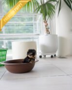 EMMA - FEMALE(PURCHASED by VINCENT) - Image 4