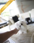 ANDRE - MALE (PURCHASED by NIKKI) - Image 2