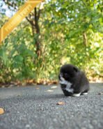 THOR - MALE (PURCHASED by GERARD) - Image 2