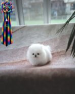 MERLIN - MALE (PURCHASED by HASAN)