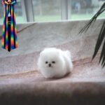 MERLIN - MALE (PURCHASED by HASAN)