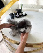 SULTAN - MALE (PURCHASED by CYNTHIA)