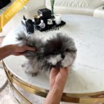 SULTAN - MALE (PURCHASED by CYNTHIA)