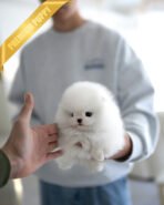 MOCHI - FEMALE (PURCHASED by MADISON) - Image 4