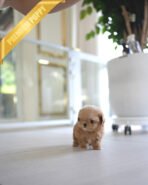 SKY - MALE (PURCHASED by OLIVIA) - Image 3