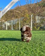 BEAU - MALE (PURCHASED by LEE) - Image 2