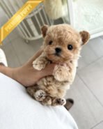 EWAN - MALE (PURCHASED by SHALMOR) - Image 2