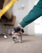 LYNDYN - MALE (PURCHASED by SUNDEEP) - Image 3