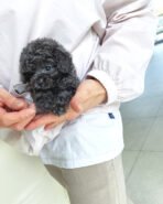 AGATHA - FEMALE (PURCHASED by JENS) - Image 4