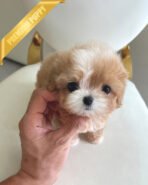 BAILEY - MALE (PURCHASED by NANG) - Image 2