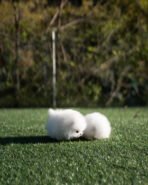 DOROTHY - FEMALE (PURCHASED by AN) - Image 7