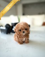 GIGI - FEMALE (PURCHASED by AYGUN) - Image 3