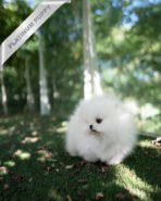 DIANA - FEMALE (PURCHASED by CHEN) - Image 5