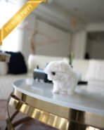 TOBY - MALE (PURCHASED by EMILY) - Image 4