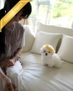 CHICO - MALE (PURCHASED by RT) - Image 3