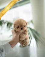 OLIVIA - FEMALE (PURCHASED by ANONYMOUS) - Image 2