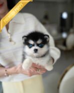 OSCAR - MALE - Image 2