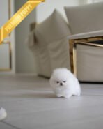 CLOUD - FEMALE (PURCHASED by ANONYMITY) - Image 2