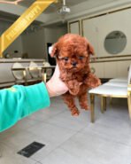 ROSE - FEMALE (PURCHASED by CHEN)