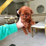 ROSE - FEMALE (PURCHASED by CHEN)