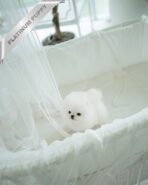 PUFF - FEMALE (PURCHASED by PETER) - Image 4