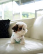 TOBY - MALE (PURCHASED by SWAN) - Image 3