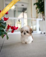 TOBY - MALE (PURCHASED by DANILLE)