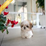 TOBY - MALE (PURCHASED by DANILLE)