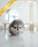 BAMBI - MALE (PURCHASED by NICOLE) - Image 2