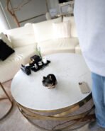 BAXTER - MALE (PURCHASED by DREAM) - Image 5