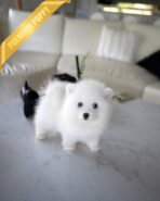 MARSHY - MALE (PURCHASED by TANYA) - Image 2