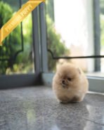 BUTTERS - MALE (PURCHASED by ASHLEE) - Image 2