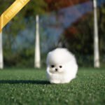 KYLE - MALE (PURCHASED by JESSICA)