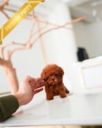 BONNIE - FEMALE (PURCHASED by SOFIA) - Image 3