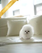 TAYLOR - FEMALE (PURCHASED by KARLA) - Image 2