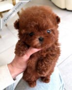 AMELIA - FEMALE (PURCHASED by SHAYLIE)