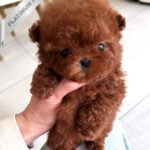 AMELIA - FEMALE (PURCHASED by SHAYLIE)