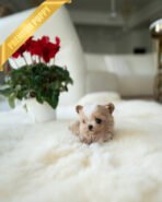 MYLES - MALE (PURCHASED by KIRK) - Image 3