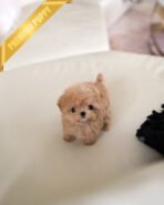 SAMMY - MALE (PURCHASED by NIMESH)